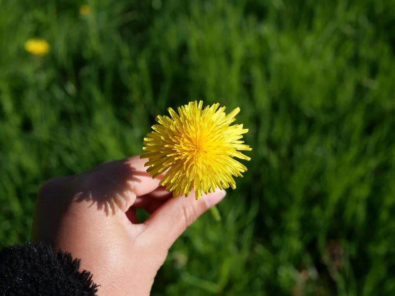 Fleur dans une main