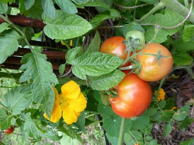Fleur et fruits de la tomate